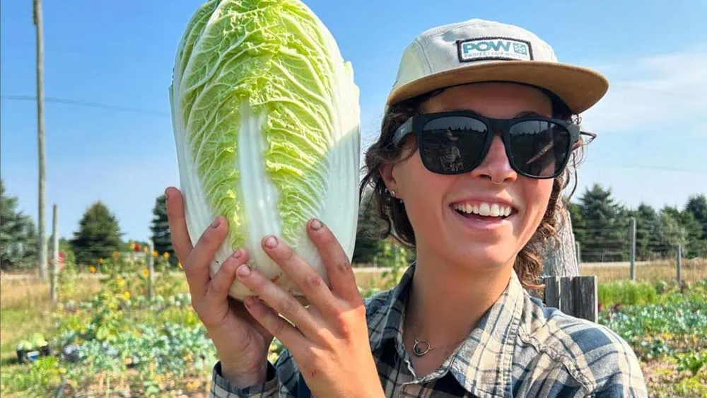 Cabbage