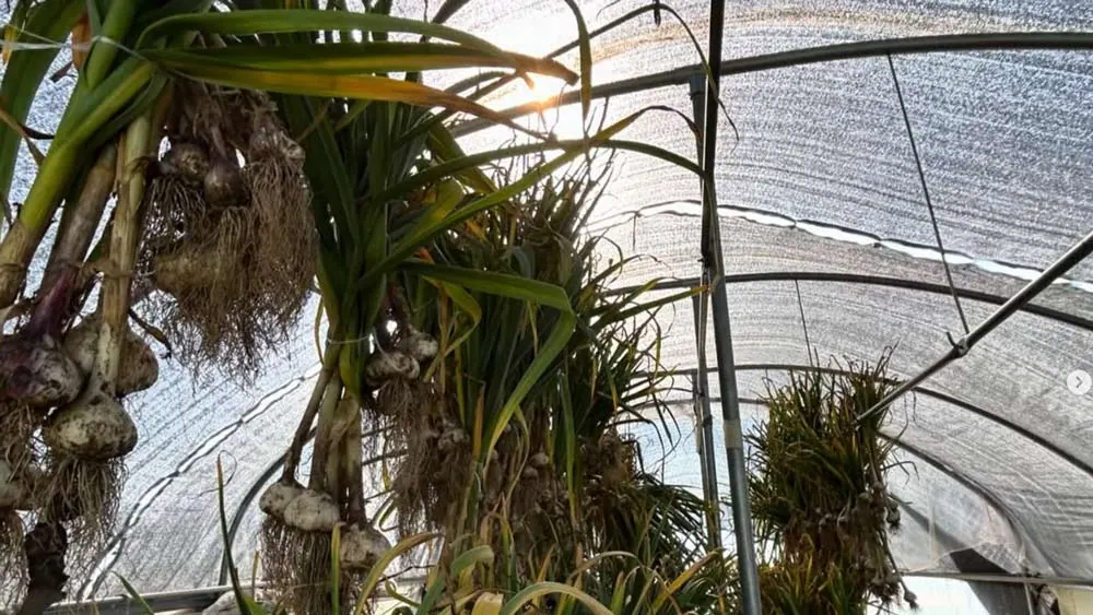 Garlic in the hoop house