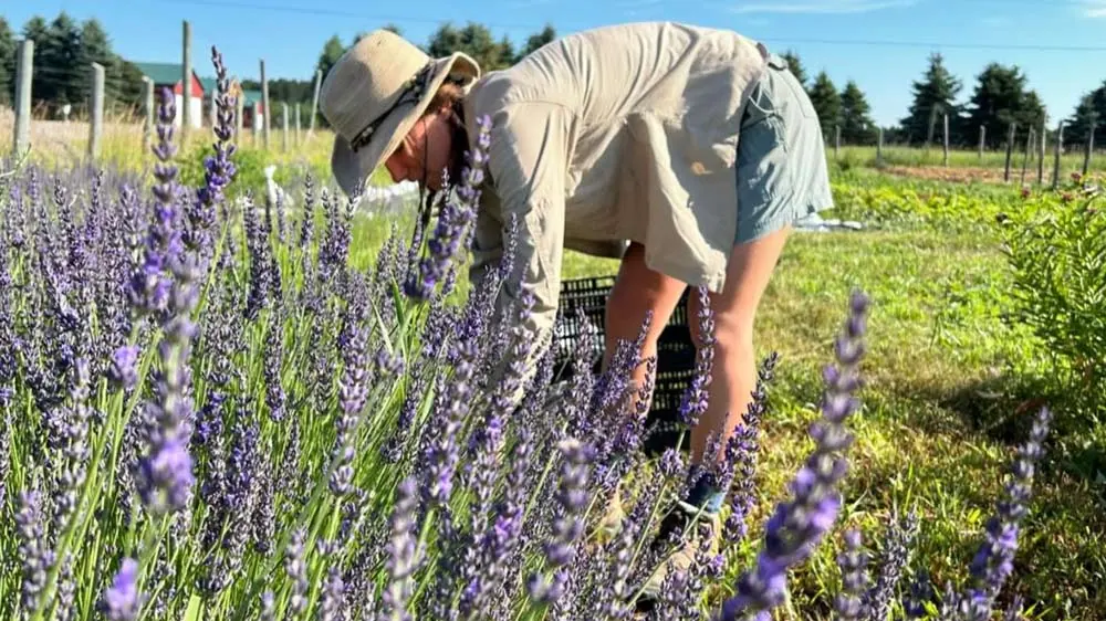 Lavender harvesting